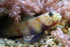 Amblyeleotris guttata PÁR + Alpheus bellulus