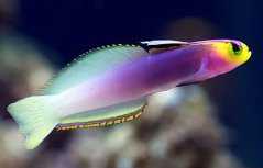 Nemateleotris helfrichi (Fidži)