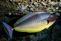 Naso hexacanthus