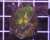 Pectinia alcicornis SPACE INVADER