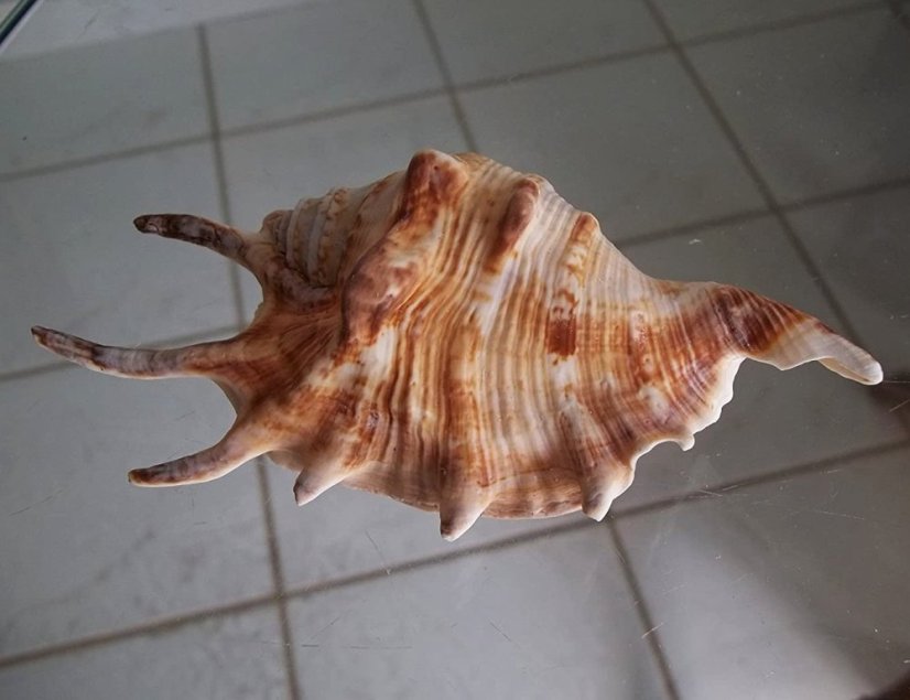 lambis lambis1