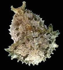 Dolabella auricularis