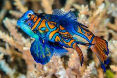 Synchiropus splendidus - pár