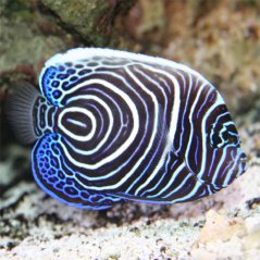 Pomacanthus imperator