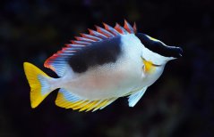 siganus magnificus