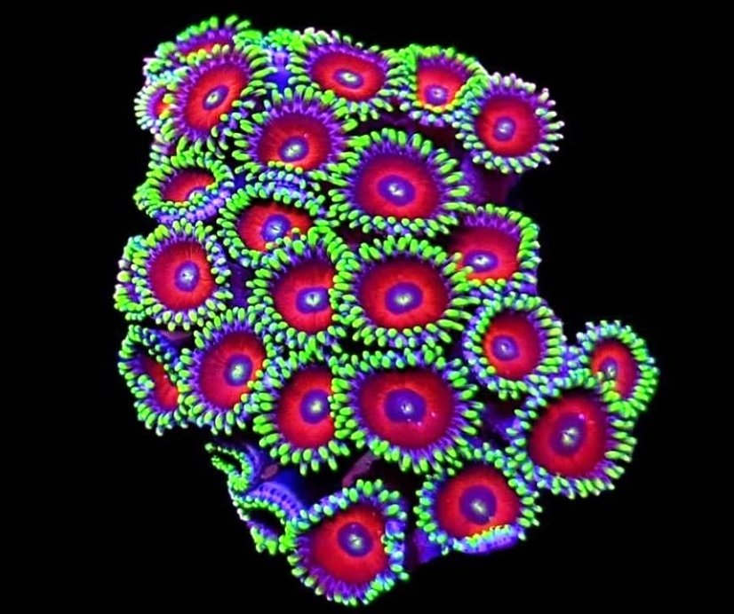watermelon1