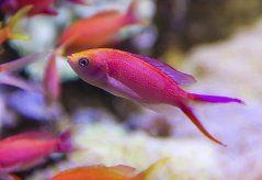 Pseudanthias parvirostris - samec