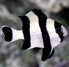 Dascyllus melanurus
