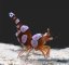 thor amboinensis3