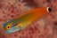 ecsenius stigmatura3