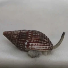 Nassarius sp.II