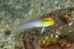 Valenciennea strigata