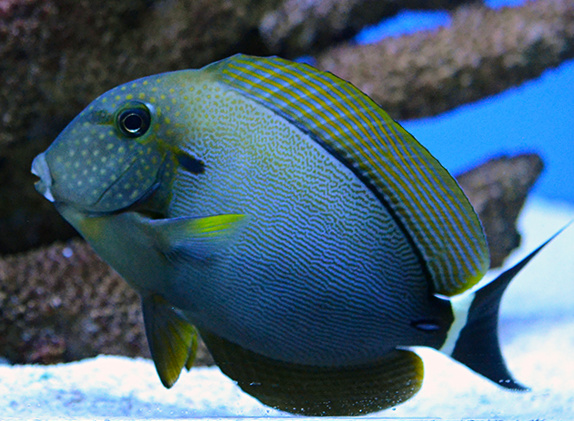 Acanthurus maculiceps4