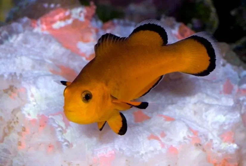 Amphiprion ocellaris Naked