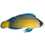 Pseudochromidae