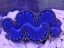 Tridacna maxima ULTRA BLUE č.2