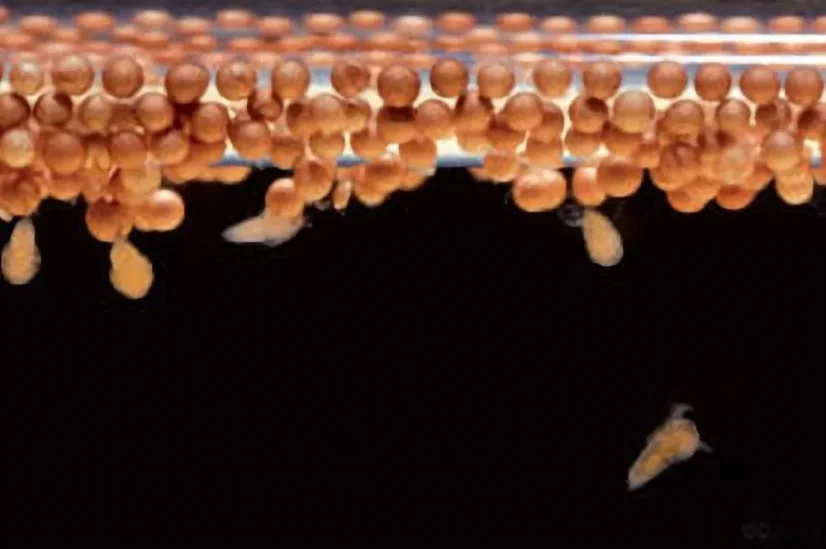 Ocean Nutrition Micro Artemia Cysts 25 g