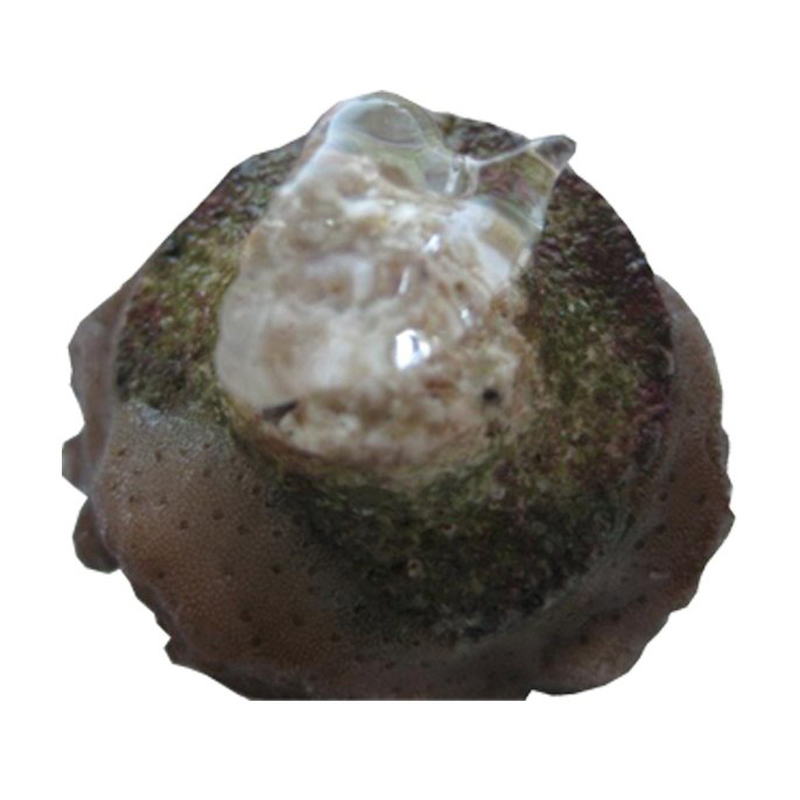 Seachem Reef Glue - klej do koralowców