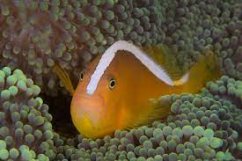 amphiprion sandaracinos3