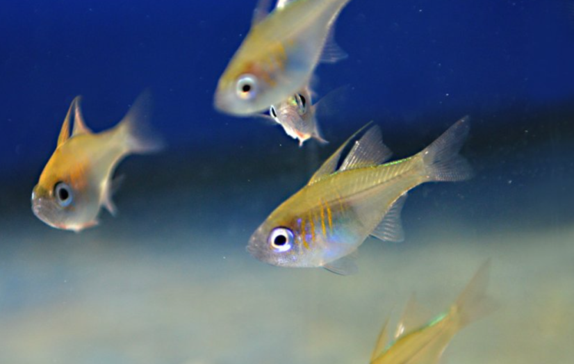 Zoramia leptacana
