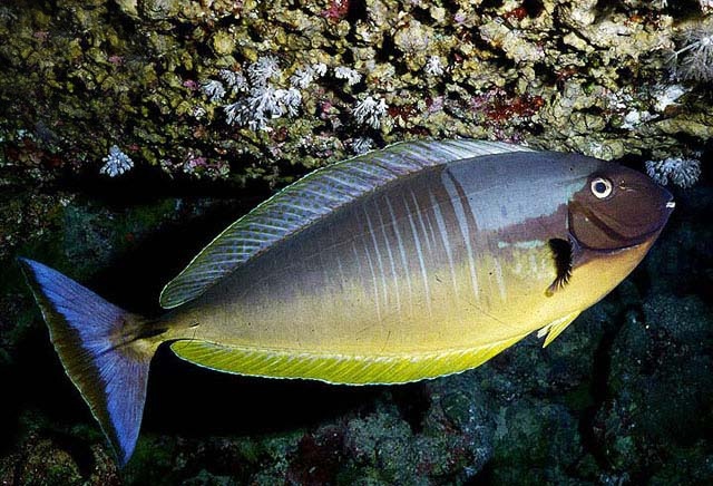 naso hexacanthus