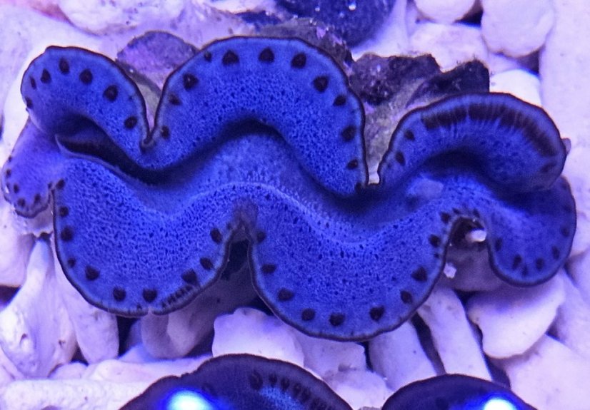 Tridacna maxima ULTRA BLUE č.3