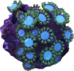 Alveopora tizardi Mint