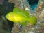Gobiodon citrinus