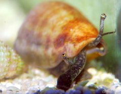 Strombus luhuanus V