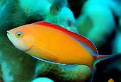 Pseudanthias ignitus