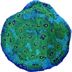 Echinophyllia sp. AVATAR