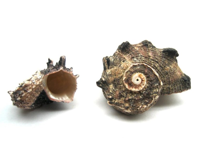 Angaria delphinus