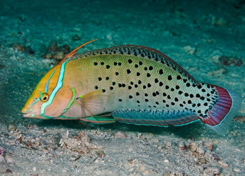 formosa7