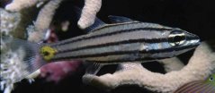 Cheilodipterus quinquilineatus