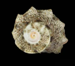 Lunella coronata