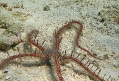 Ophiomastix annulosa