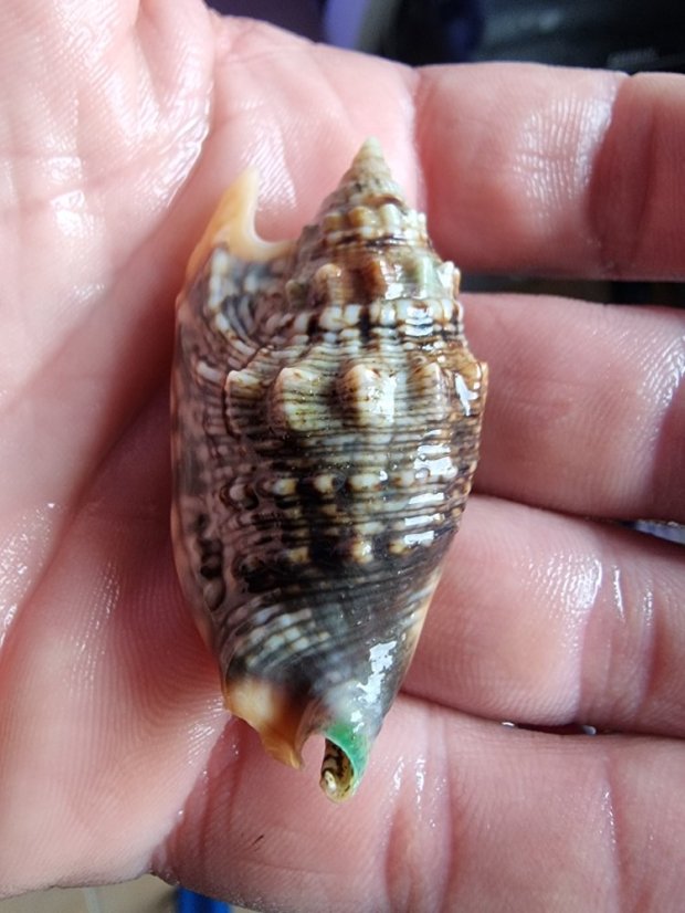 Strombus bulla