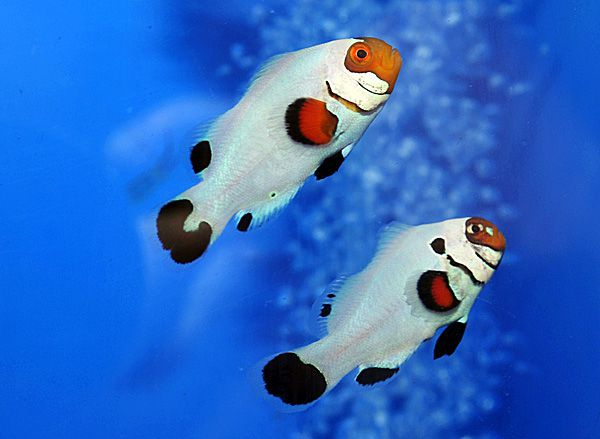 a. ocellaris w.w. pair