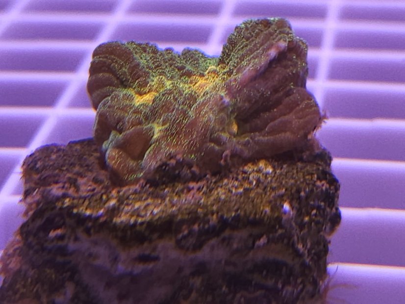 Pectinia alcicornis SPACE INVADER