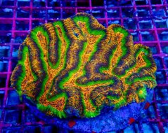 Lobophyllia ULTRA PREMIUM WISH3