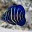 p.AnnularisAngelfish