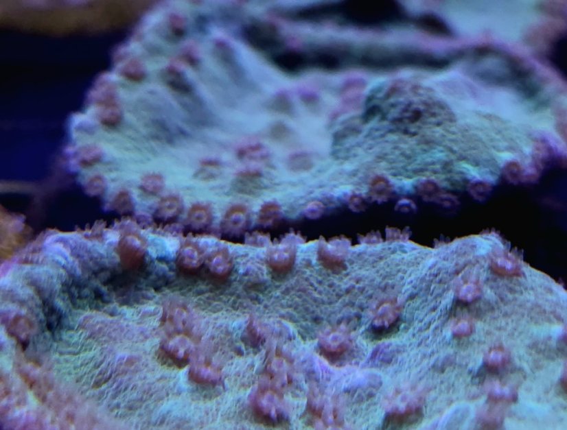 Turbinaria stellulata GREEN/PURPLE