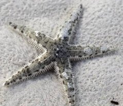 archaster typicus