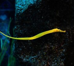 syngnathoides900