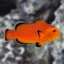 Amphiprion ocellaris Naked
