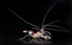 Stenopus hispidus