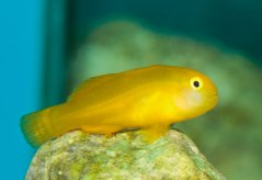 Gobiodon okinawae