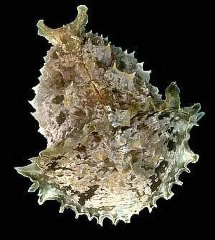 Dolabella auricularis
