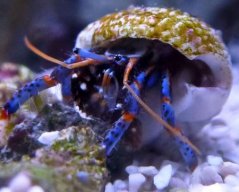clibanarius tricolor5