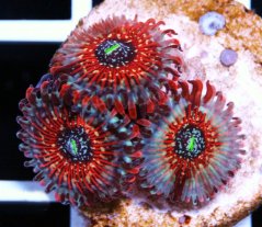 Zoanthus SEDUCTION